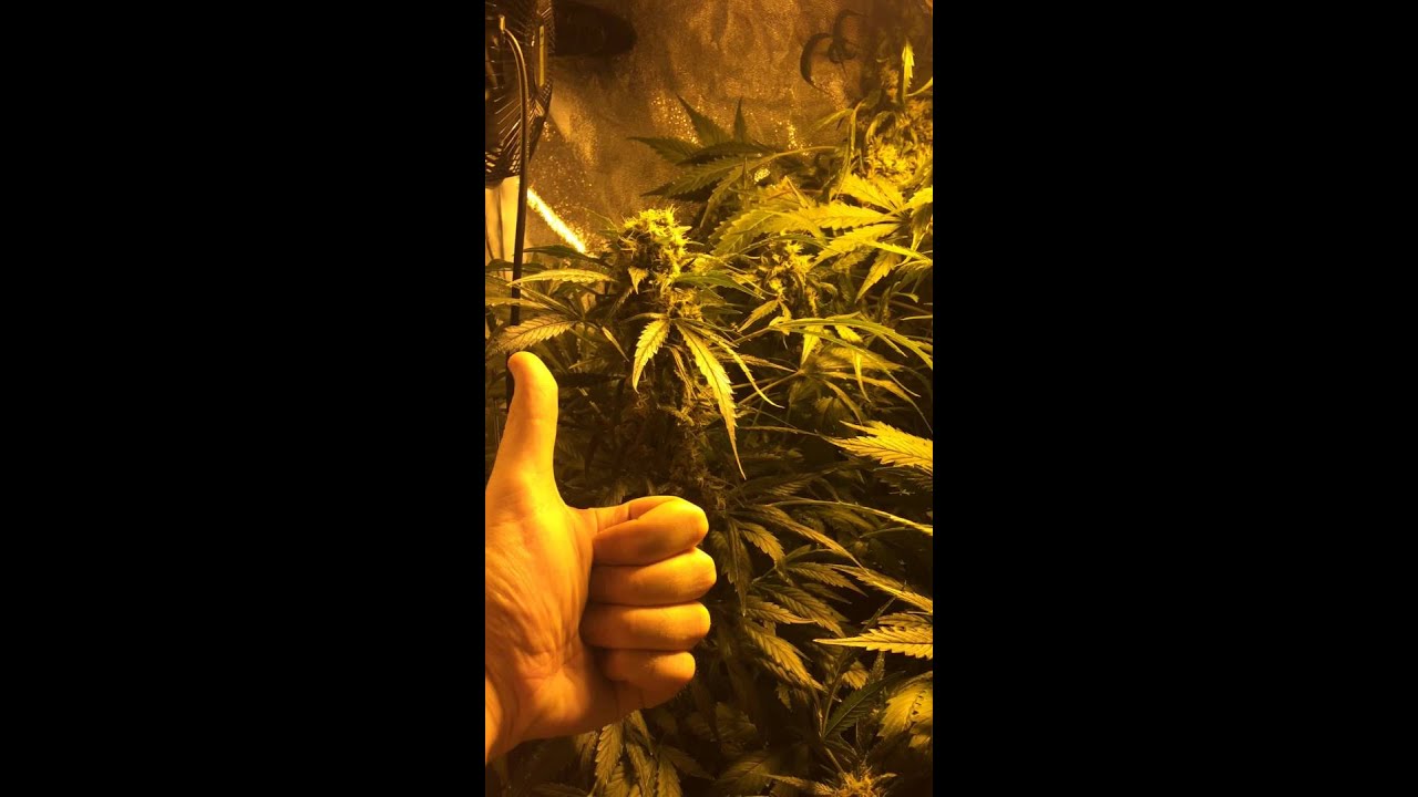 Harvest Cloudponics GroPro Beta