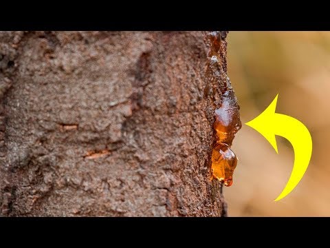 Видео: Чтобы сок дерева превратился в янтарь?