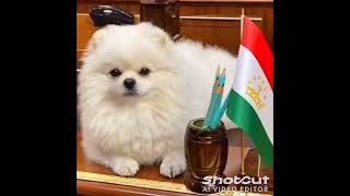 🐩Шпиц Умка,как сыночек для Президента Белоруссии Александра Лукашенко!