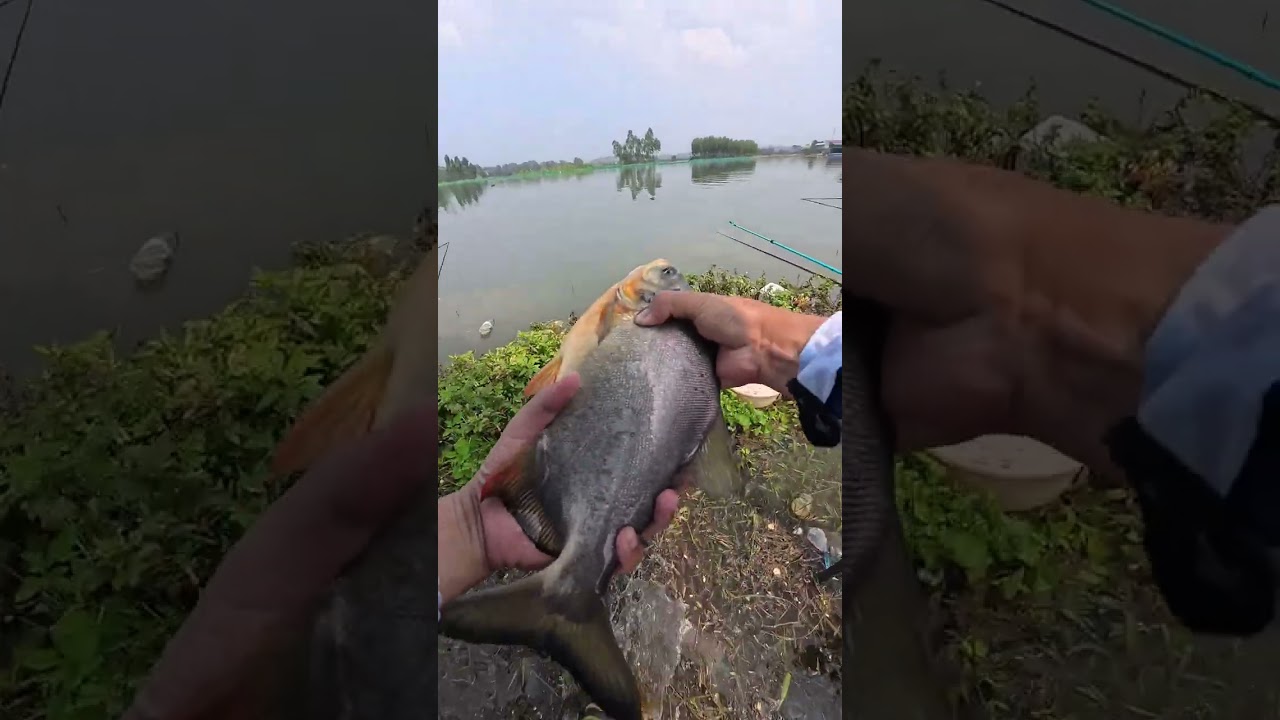 Hồ bán tự nhiên ngập lụt - Việt Yên, Bắc Giang 