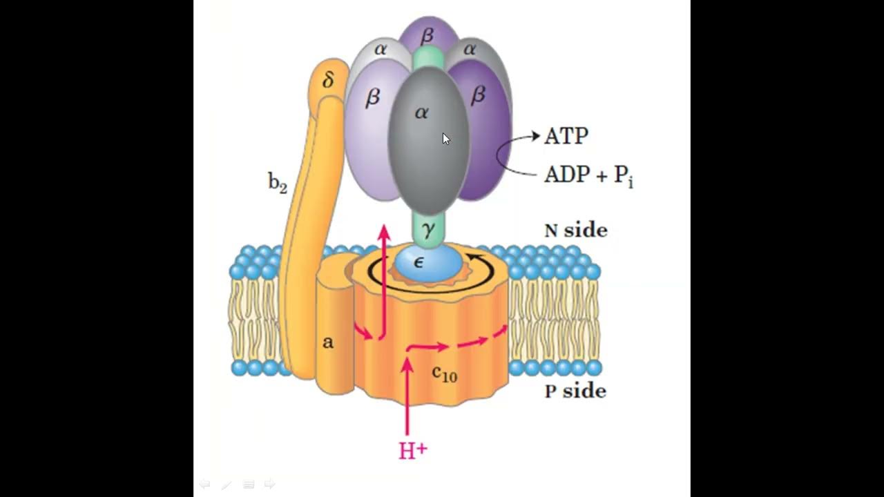 1 строение атф. Строение АТФ синтазного комплекса. Схема строения АТФ синтазы. Строение АЬФ синтазой АТФ синтаза. Строение 5 комплекса АТФ синтазы.