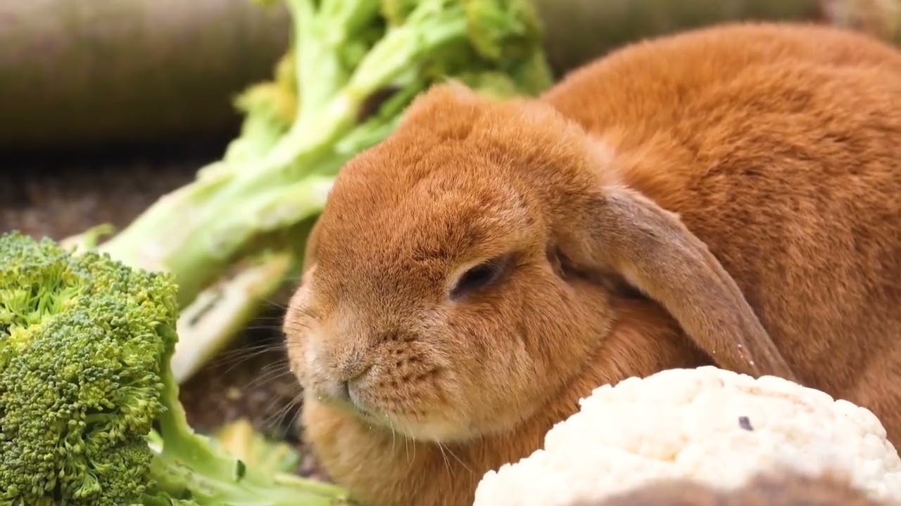 Top 10 facts of rabbit