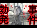 ハシビロコウふたばちゃん、朝の運動の後、プチ事件勃発!?Shoebill FUTABA 2022 冬のふたば