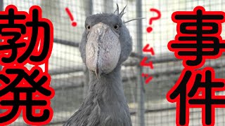 ハシビロコウふたばちゃん、朝の運動の後、プチ事件勃発!?Shoebill FUTABA 2022 冬のふたば