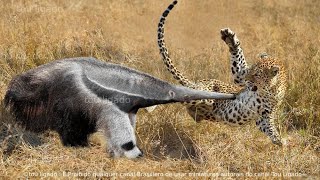 Este louco Tamanduá derrota facilmente o leopardo graças ao seu bico comprido