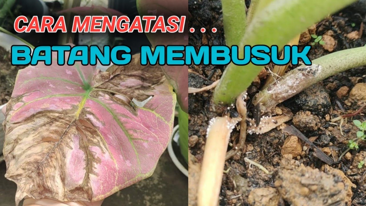 Cara mengatasi busuk batang pada keladi hias / caladium