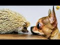 Funny animalsfunniest cats and dogs 2024