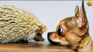 Funny ANIMAL videosFunniest CATS and DOGS 2024