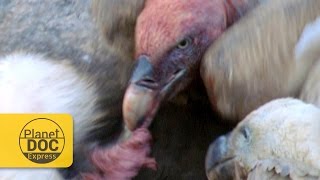 Griffon Vultures Scavengers Planet Doc Express