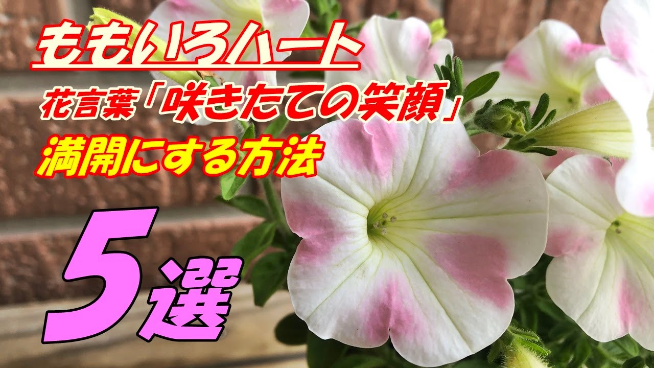 Flowers] How to grow and plant Momoiro Heart - YouTube