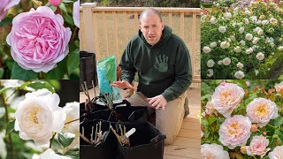 A Rose by...Well lots of Roses