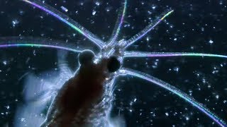 How Does Plankton Move? | Richard Hammond's Invisible Worlds | Earth Science