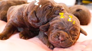 9 Chocolate Lab Puppies In A Laundry Basket!! by Life With Labradors 71,241 views 7 months ago 8 minutes