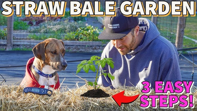 4 Reasons To Grow Veggies In A Straw Bale Garden 