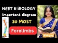Forelimb Bones Class 11 Biology | NEET 2026 Diagram Series | Biology with Dipti