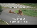 ライオン園　独りで何度も咆哮していたトワ　トワとニイナの関係　多摩動物公園