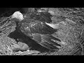 Captiva Island~Eaglets seek shelter from heavy rain under Mom&#39;s belly~2024/01/12