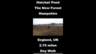 Hatchet Pond Walk, New Forest National Park Walks, Hampshire Walks In England, UK shorts