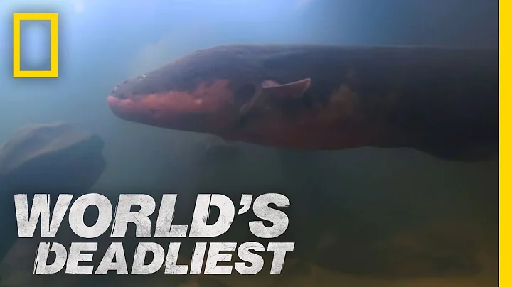 Six-Foot Electric Eel | World's Deadliest - DayDayNews