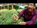How to  Take Cuttings of Dahlia Plant with 100% Success