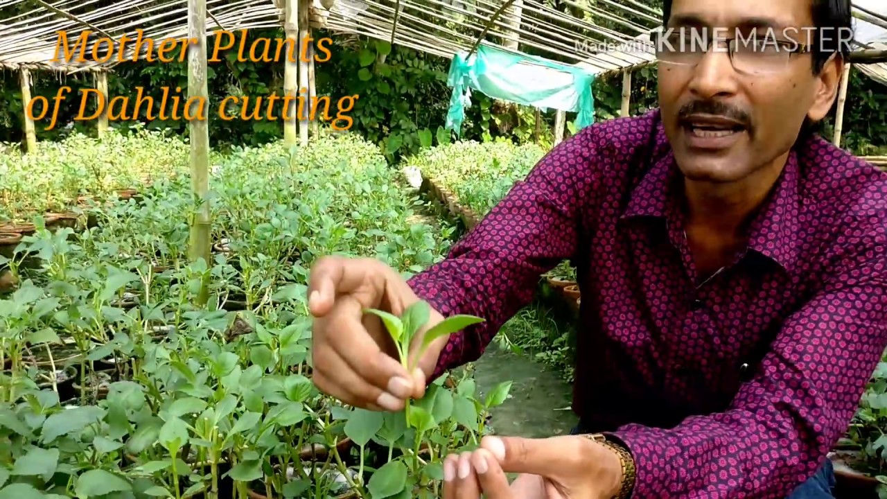 How to  Take Cuttings of Dahlia Plant with 100% Success