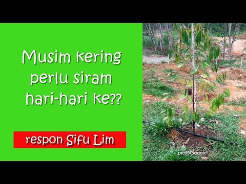 Video: Perlukah anak benih disiram setiap hari?