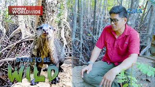 Anoano nga ba ang mga hayop na mikikita sa bakawan sa Puerto Princesa? | Born to be Wild