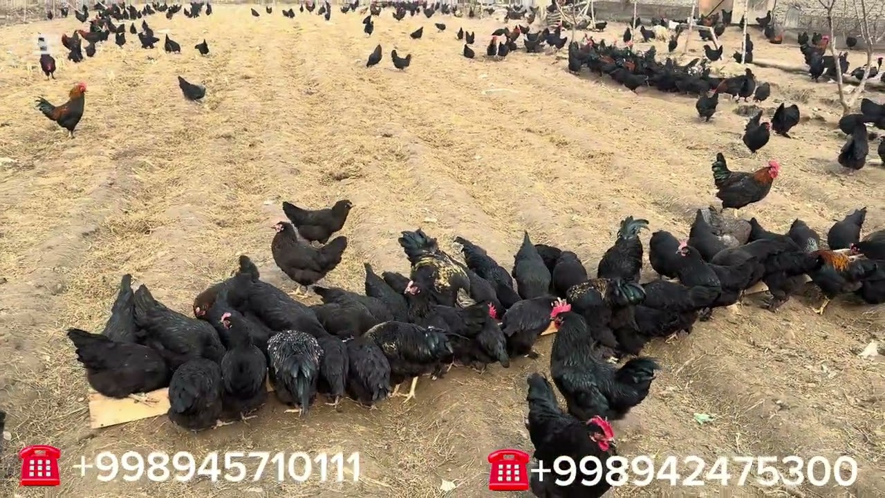 MANA ANDIJON QORA TOʻVUGLAR 5 OYLIKDA TUXUMLADI