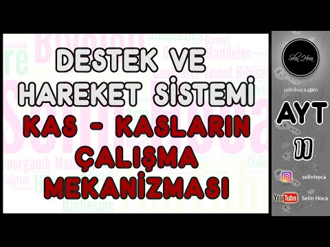 14) Destek ve Hareket Sistemi - (Kas - Kasların Çalışma Mekanizması)