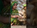 मां का लाड़ला बंदर ll #monkey #animals #shorts