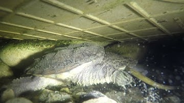 ⚠️Warning ⚠️ (Graphic Live Feeding) Common Snapping Turtle Part 1