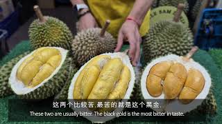 Black Gold, Musang King vs Black Thorn