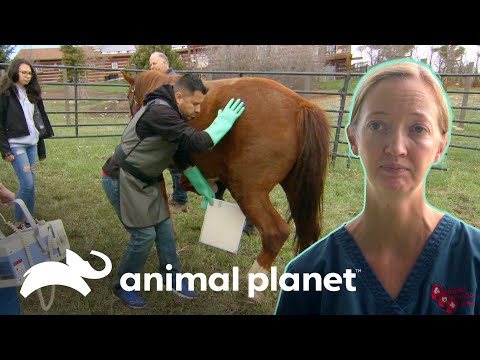 Vídeo: 3 receitas especiais do animal de estimação do feriado de um veterinário