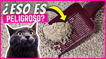 ¿Por qué no debes tirar las cacas de gato al váter?