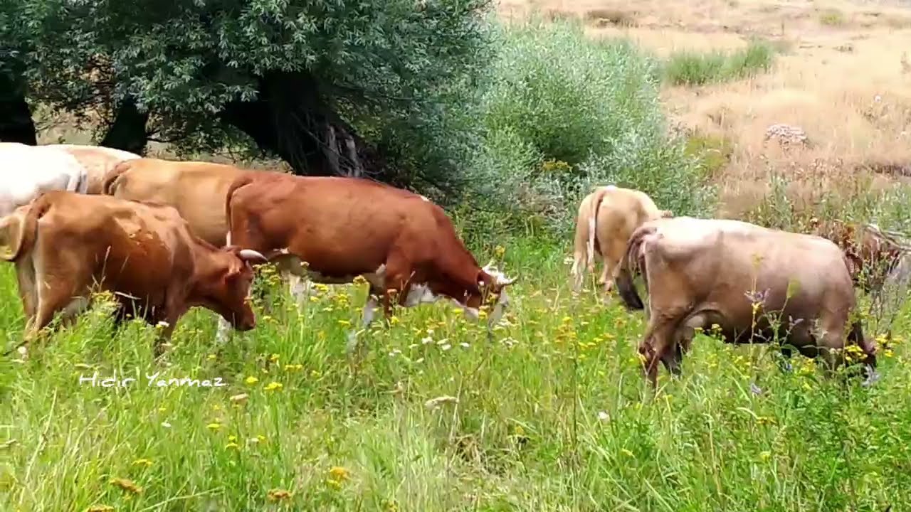 MUNZUR VADİSİ...BİZ BU DOĞAYI SEVİYORUZ  VE SAHİP ÇIKIP KORUMAYA ÇALIŞIYORUZ... İYİ SEYİRLER...