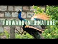 Kanha Shanti Vanam - Forward into Nature