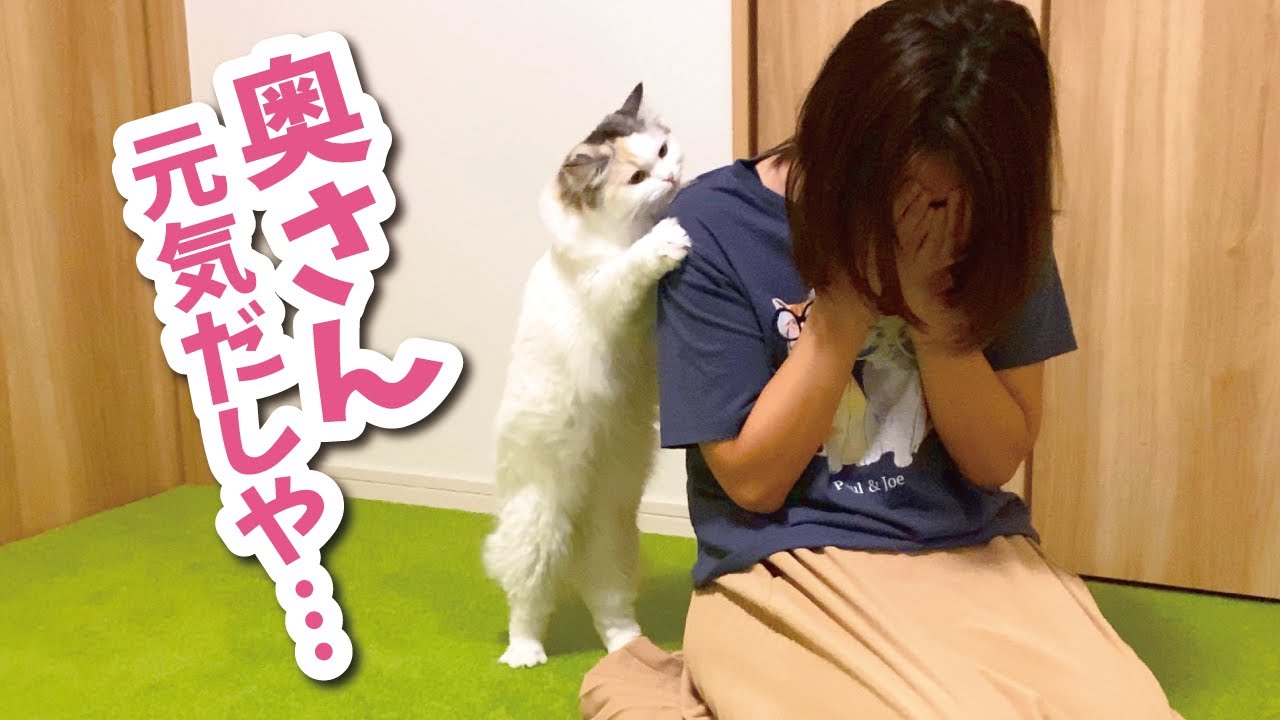 A cat desperately trying to cheer up a crying wife [talking cat