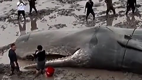 Giải cứu cá voi mắc cạn Rescuing stranded whales