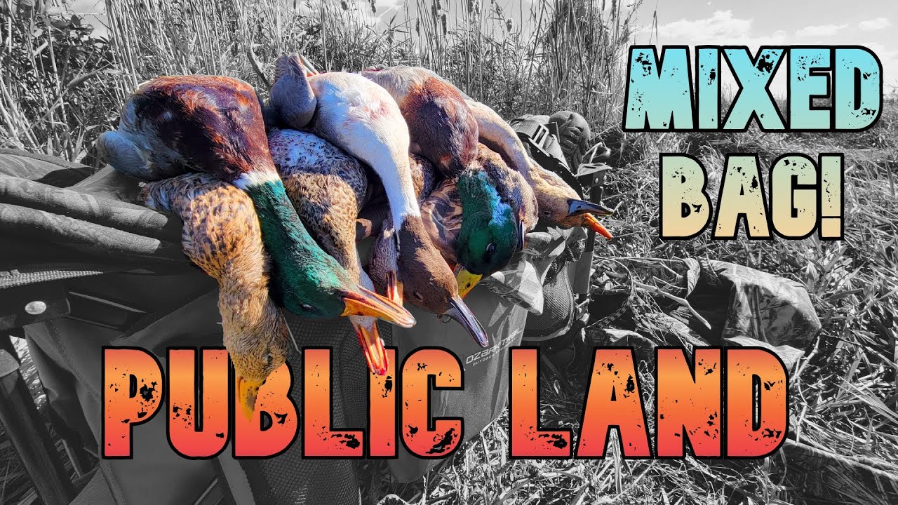 EXCELLENT MIXED BAG DAY! Duck Hunting Wisconsin Public Land 2021 YouTube