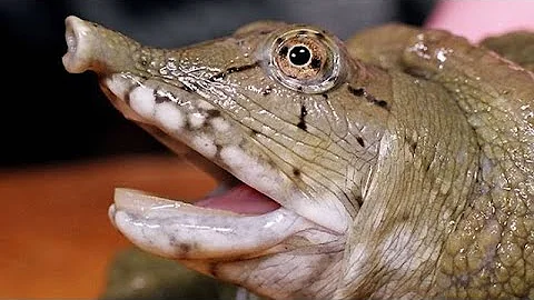 Черепаха Китайский трионикс - Дальневосточная черепаха. Animals & fish.
