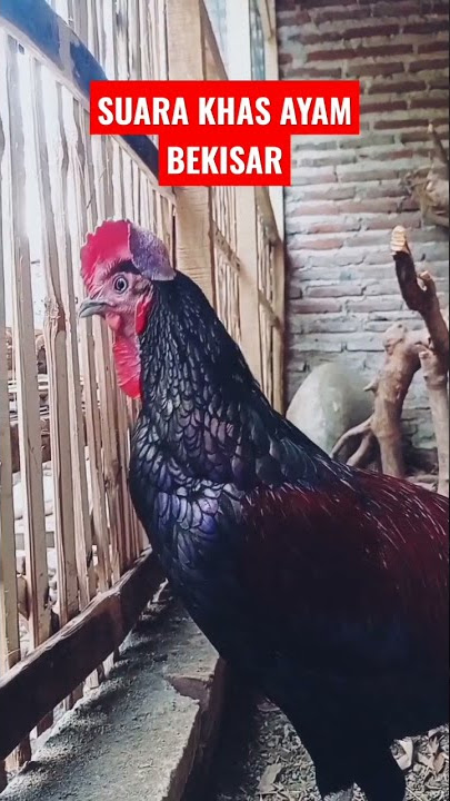 suara khas ayam bekisar #ayamhutan #ayamhias #shorts