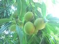 Peach in Boralanda Peach in Boralanda