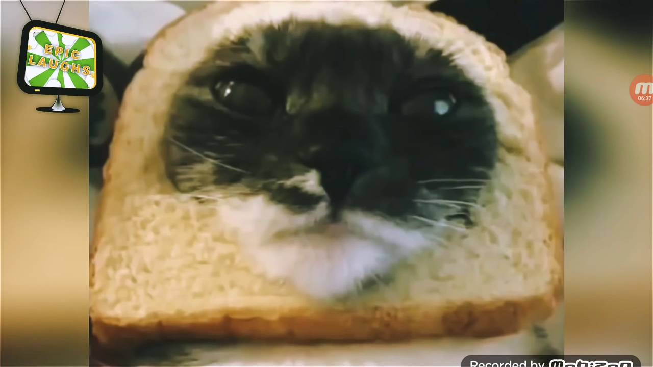 Шаурма из кота. Кот чебурек. Чебуреки из кота. Кот шаурма ава. Смешной кот чебурек