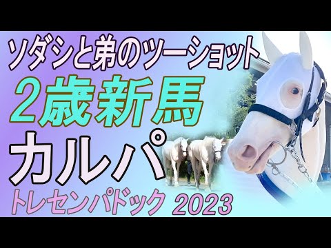 【未開封】ブチコ　フィギュア付ポーチ　ソダシの母 競馬 ウマ娘 未開封】ブチコ フィギュア付ポーチ ソダシの母 競馬 ウマ娘