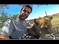 Lion Whisperer: What does a lion feel like?