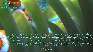 تلاوة عطرة بصوت القاريء شاذلي سي العيد صلاة الجمعة ٢٩/١١/٢٠١٩ بمسجد الإمام الشافعي عشعاشة