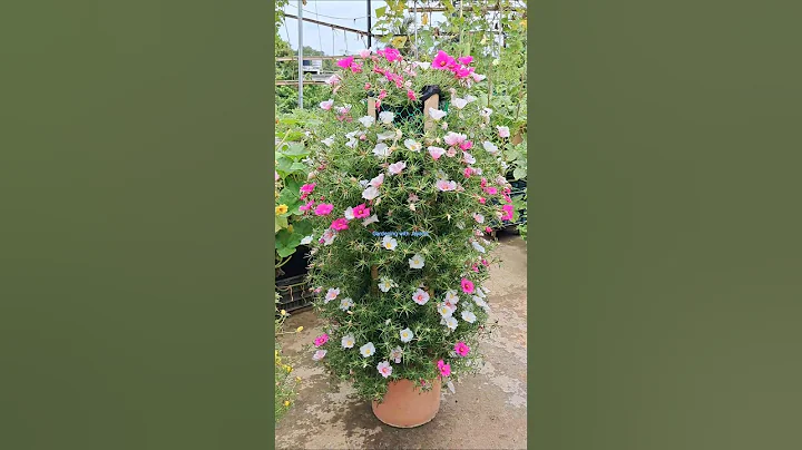 Moss Rose Tower | Portulaca in full Bloom | Garden Decoration Ideas  #shorts #trending #flowers #yt
