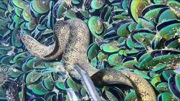 Diving under the sea to catch eels, crabs and sea cucumbers | Part 119