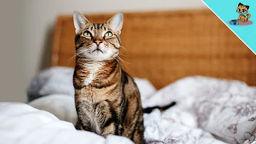 Soll man Katzen im Bett Schlafen lassen?