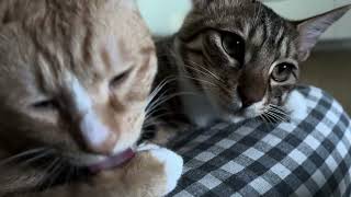 동생 고양이 그루밍해주는 형 고양이 Brother cat grooming younger cat